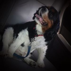 Meet your Posher, Pamela